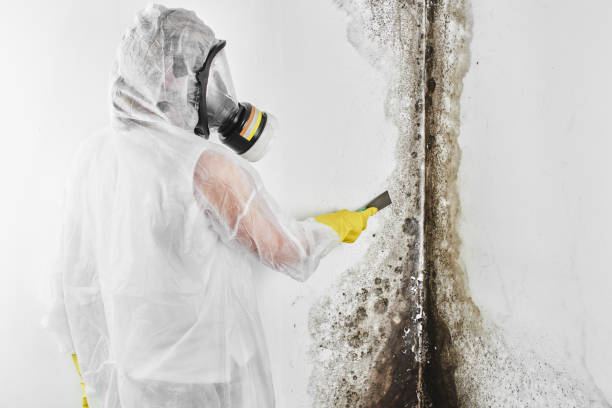 Best Attic Mold Removal  in Lockhart, TX