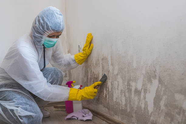 Mold Testing and Removal in Lockhart, TX