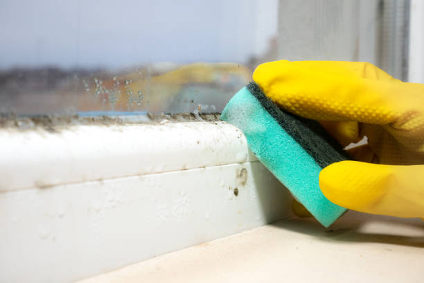 Best Home Mold Removal  in Lockhart, TX