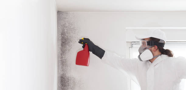 Best Mold Remediation  in Lockhart, TX