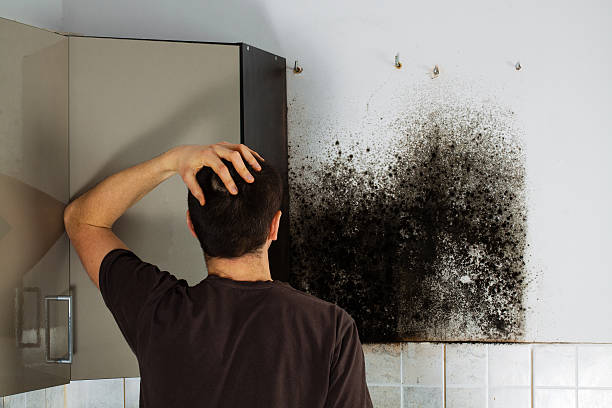 Best Office Mold Removal Services  in Lockhart, TX