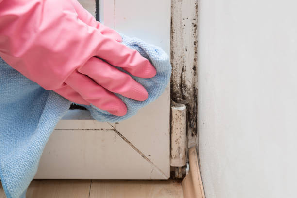 Best Residential Mold Removal  in Lockhart, TX