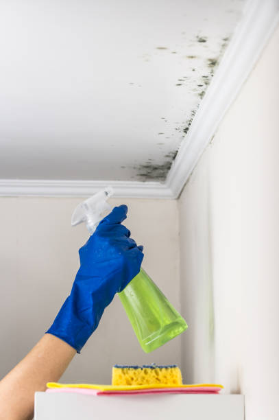 Best Black Mold Removal  in Lockhart, TX