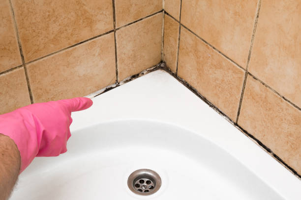 Best Mold Cleaning Services  in Lockhart, TX